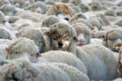 False cooperative. Indagine shock, una su due mai stata sottoposta a controllo